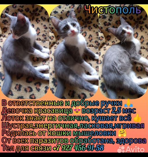 Домашние животные