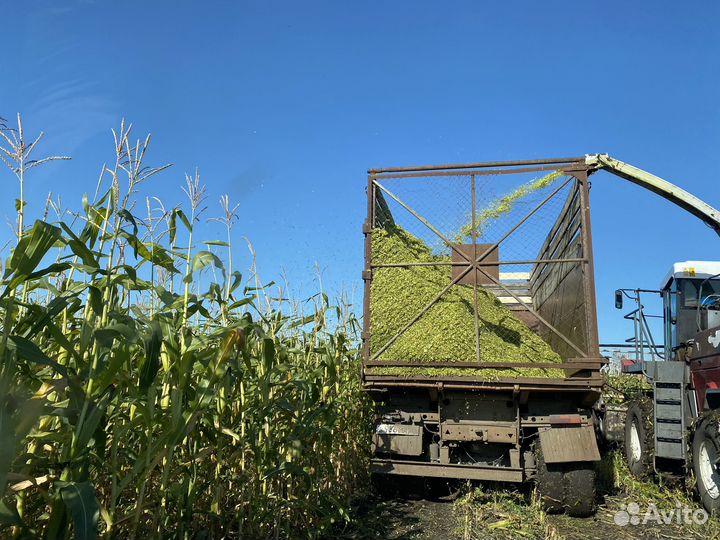 Силос кукурузный 2023 года