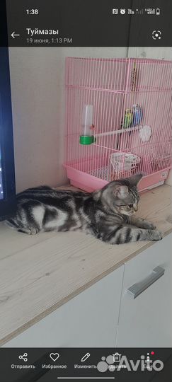 Волнистые попугаи