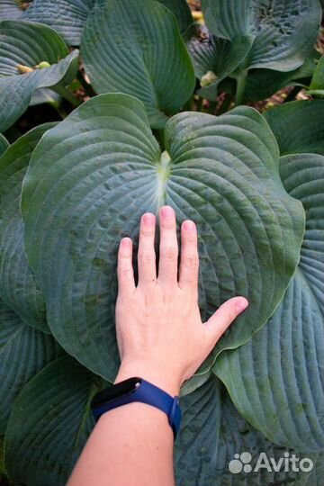 Саженцы хосты (10 сортов)