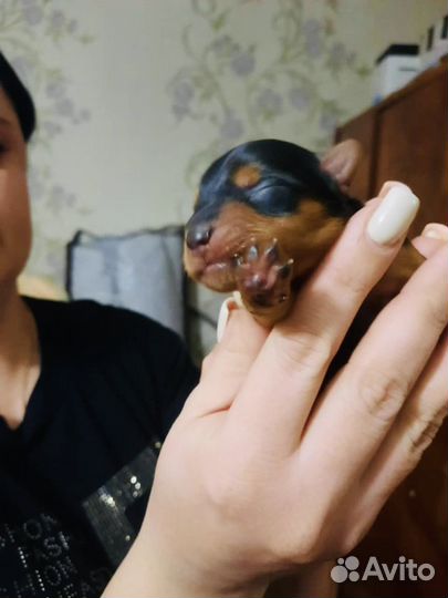 Инструктор по вязке собак