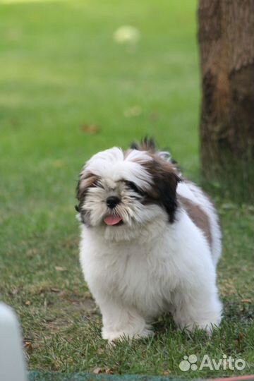 Щенок Ши-тцу девочка