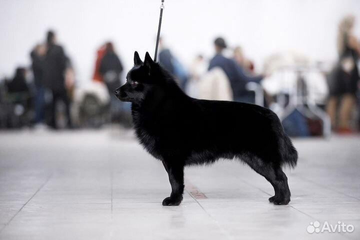 Продается кобель схипперке