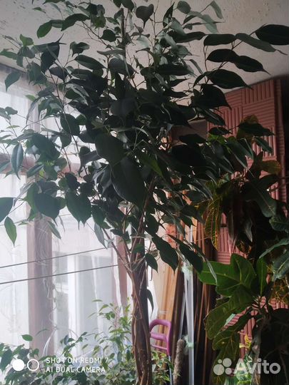 Мелколиственный фикус Бенджамина