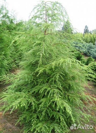 Хвойные растения (лиственницы, тсуги)