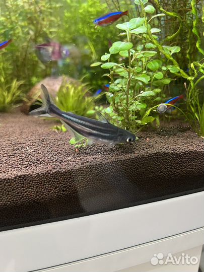 Пангасиус, хемиантус