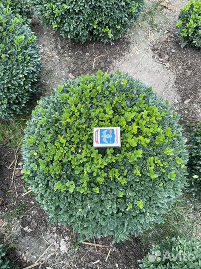 Самшит (буксус) вечнозелёный