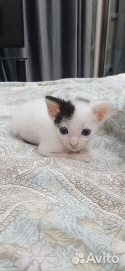 Домашние животные бесплатно