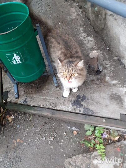 Кошка ищет дом