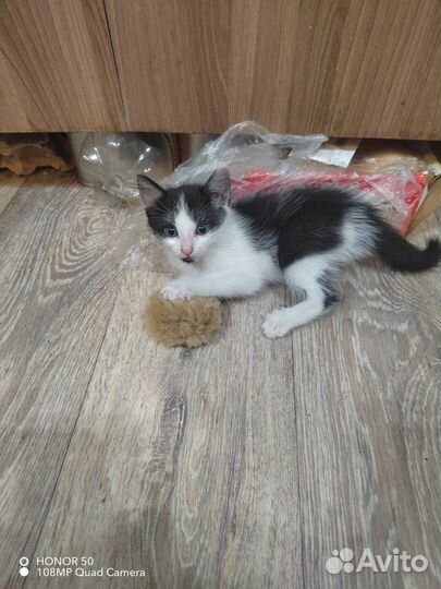 Котенок