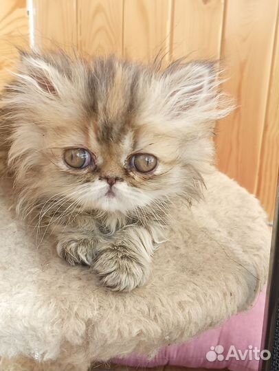 Персидские котята