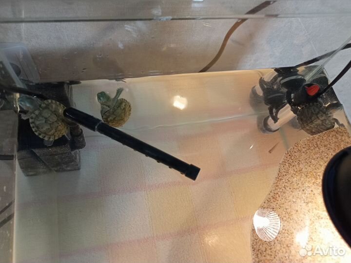 Аквариум с маленькой черепашкой