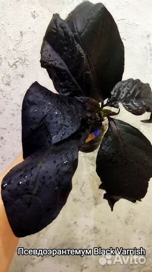 Декоративнолиственные