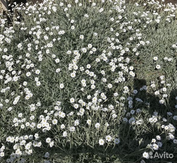 Красивые цветы