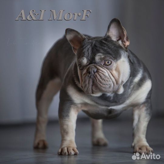 Кобели для вязок