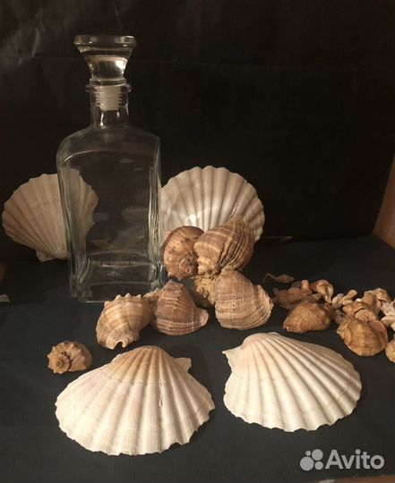 Ракушки,декор