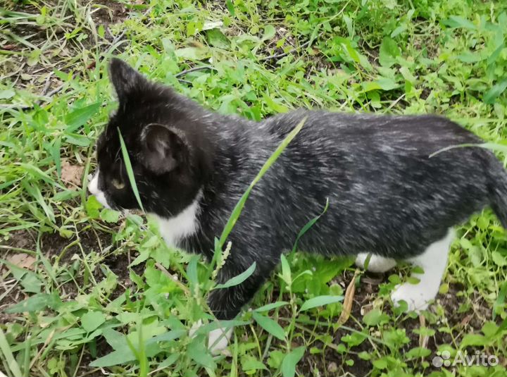 Возьмите котенка