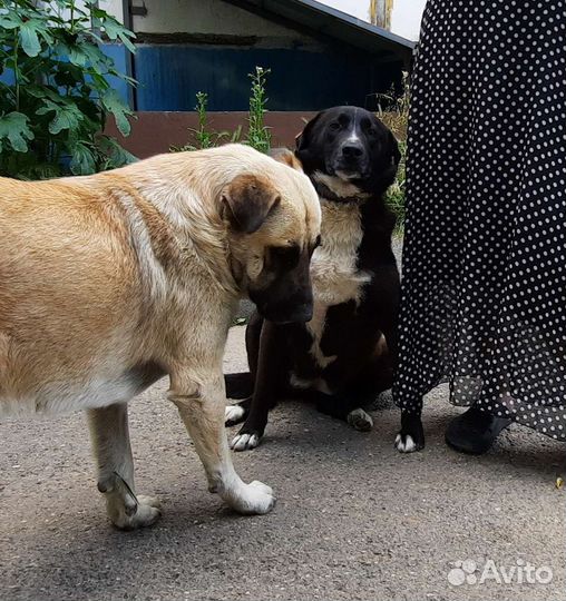 Молодая собака Дина в добрые руки
