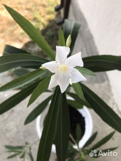 Продам олеандр