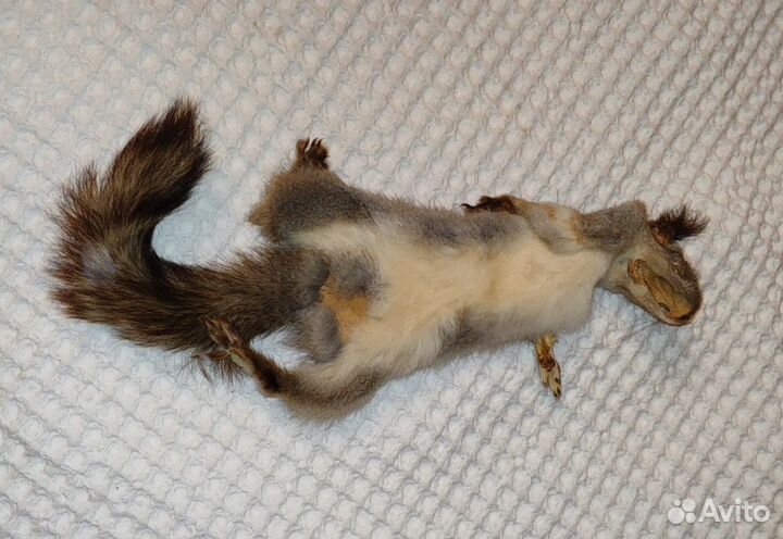 Шкурка белки