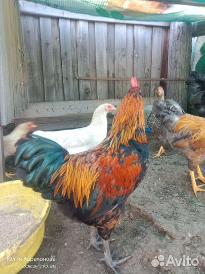 Петухи