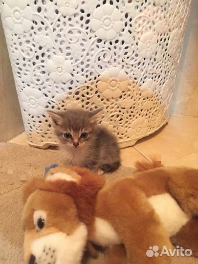 Котёнок ищет дом