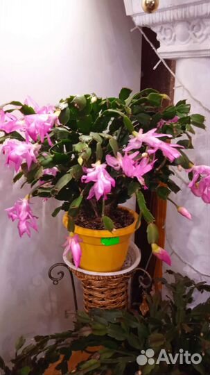 Шлюмбергера