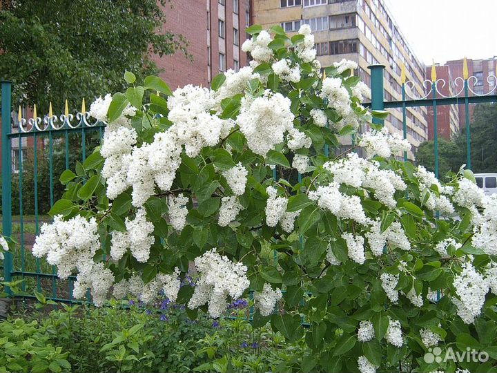 Цветы многолетники