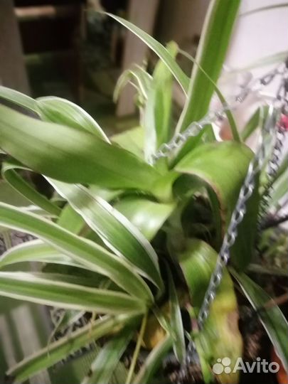 Денежное дерево, хойя