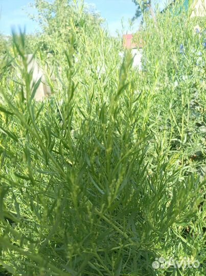 Эстрагон тархун