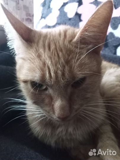 Рыжая кошка девочка в дар