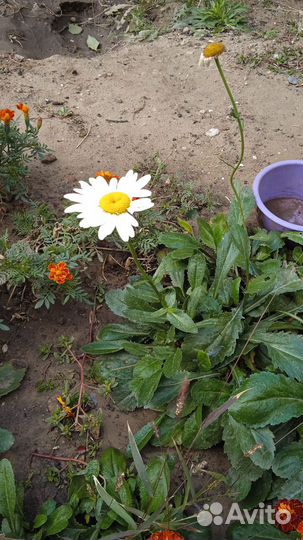 Черенки хризантемы