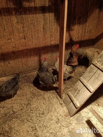Продам петухов