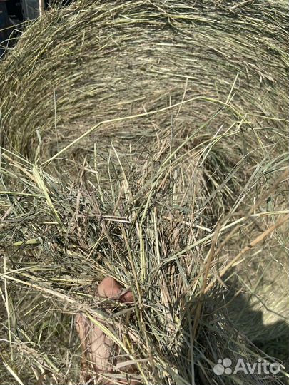 Сено в тюках