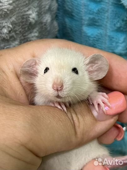 Крыса крыски крысята дамбо крысы