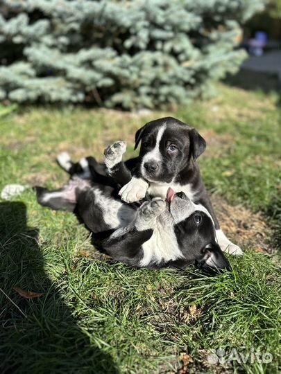 Метис кане корсо