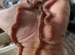 Нереис Морской червь