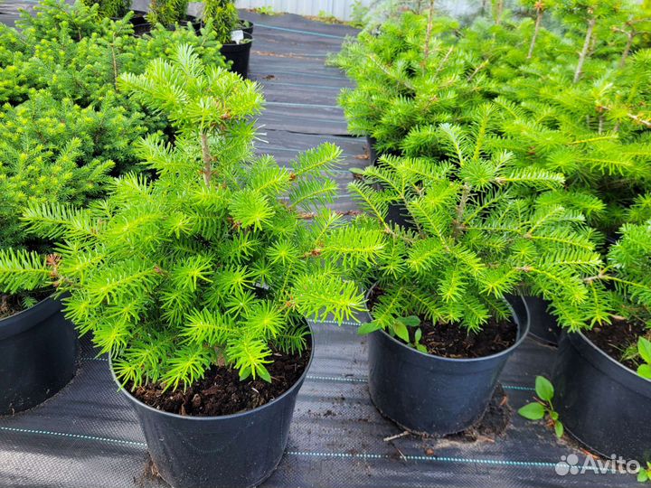 Пихта корейская