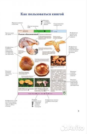 Большая энциклопедия.Грибы.Съедобные и не