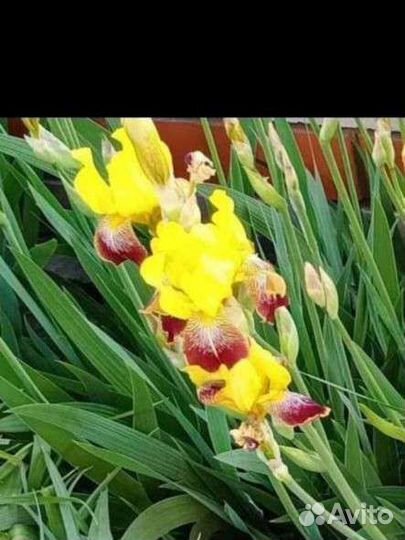 Ирисы бородатые