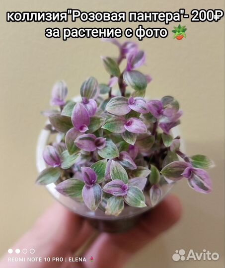 Комнатные растения (Розовая пантера и другие)