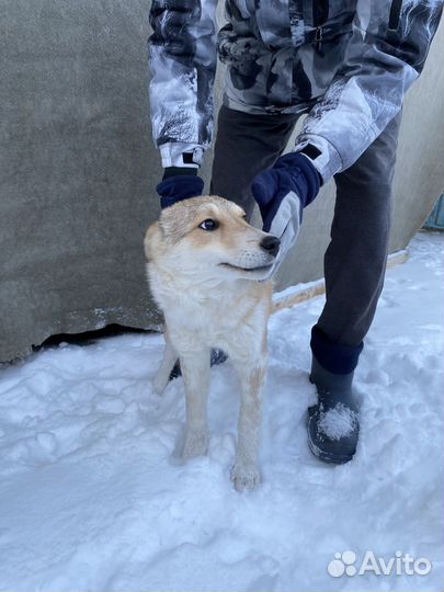 Собака в добрые руки