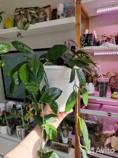 Хойя лакуноза