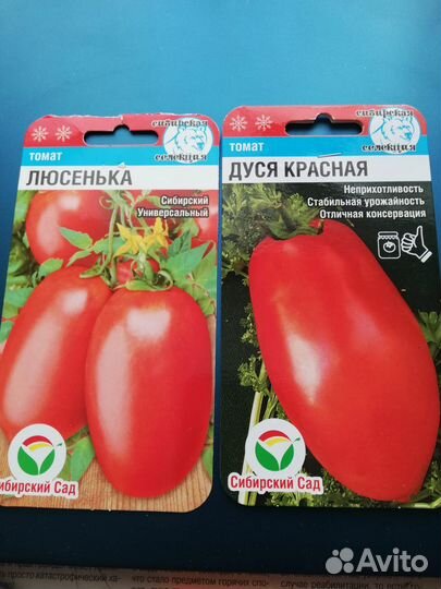 Рассада помидор