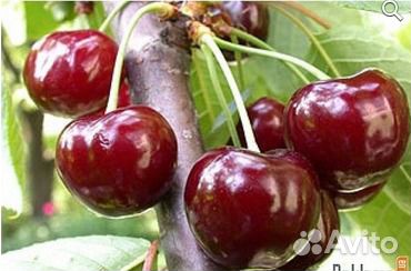 Мичуринские саженцы