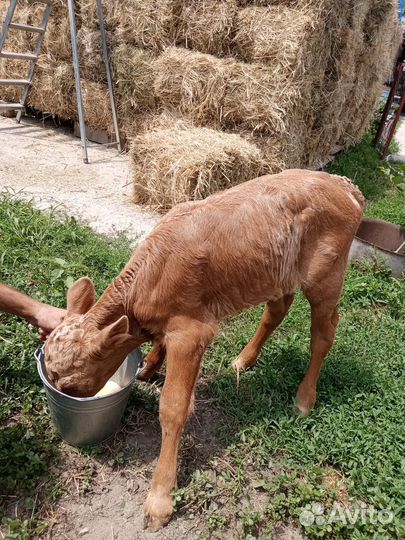 Телята телочки