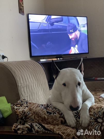 Стандартный бультерьер