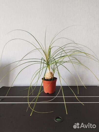 Нолина(бутылочное дерево)