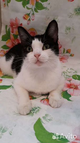 Молоденькая кошечка