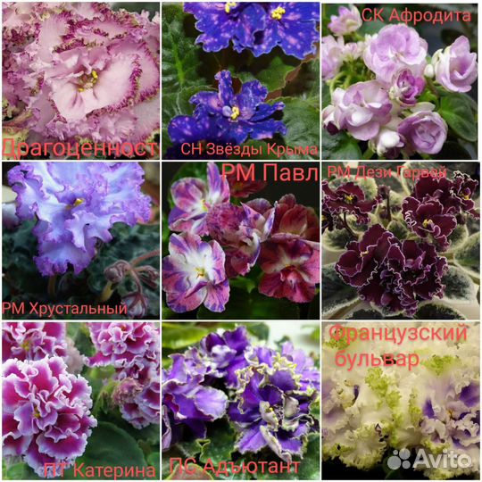 Сортовые фиалки